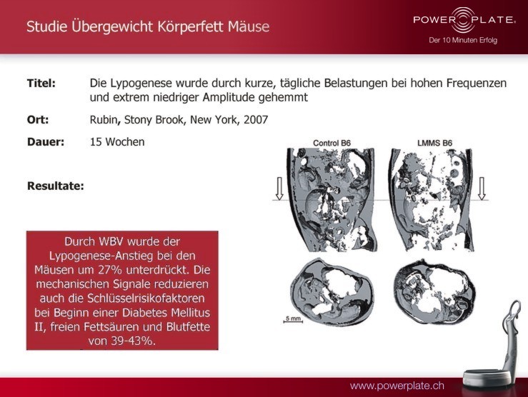 uebergewicht koerperfett lipogenese bei maeusen rubin stony brook 2007