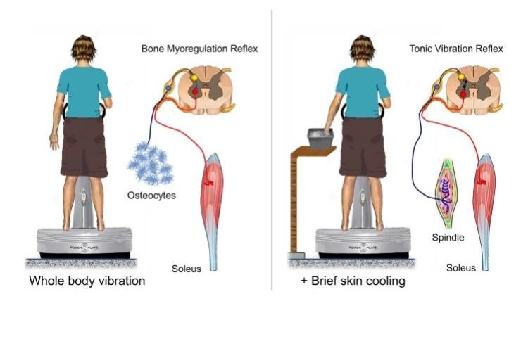 bone myoregulation reflex