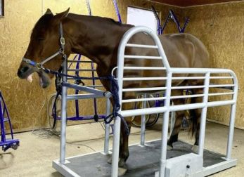 Power Plate für Tiere